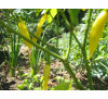 Насіння перцю гострого  Aji lemon